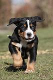 GRAND BOUVIER SUISSE 059